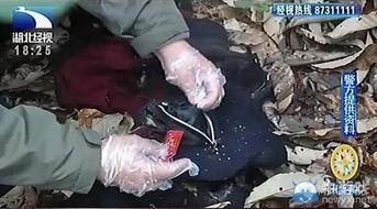 偷情难降落,揭秘情感纠葛的挣扎与抉择