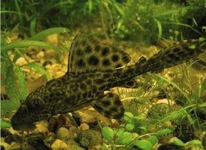 清道夫,城市清洁的守护者